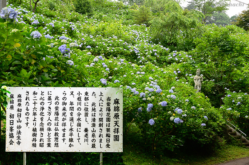 ���Ȍ�����