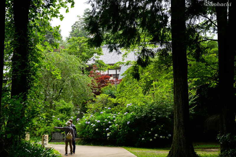 ���Ȍ�����