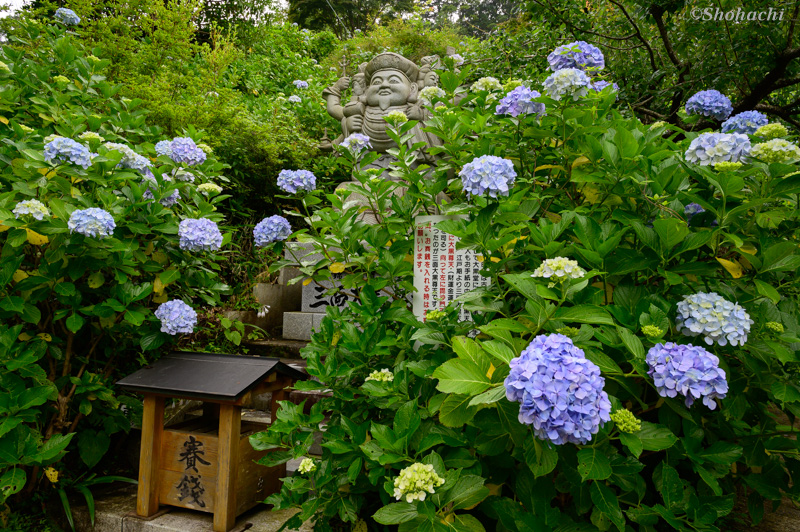 ���Ȍ�����