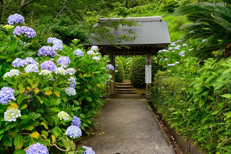 ���Ȍ�����